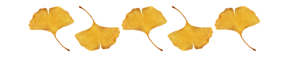 Gingko Leaves
